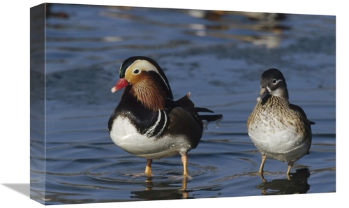 Global Gallery GCS-452283-1218-142 12 x 18 in. Mandarin Duck Male & Fe