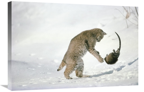 Global Gallery GCS-397992-2030-142 20 x 30 in. Bobcat Hunting Muskrat 