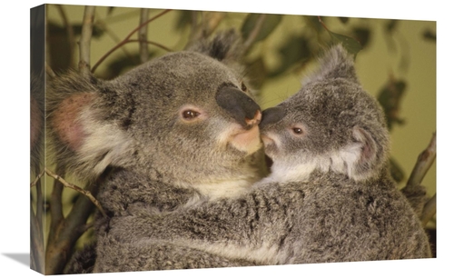 Global Gallery GCS-395753-1624-142 16 x 24 in. Koala Mother with Joey&