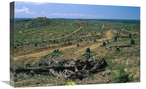 Global Gallery GCS-397656-1624-142 16 x 24 in. Rainforest Deforestatio