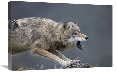 Global Gallery GCS-452262-1624-142 16 x 24 in. Gray Wolf Snarling,