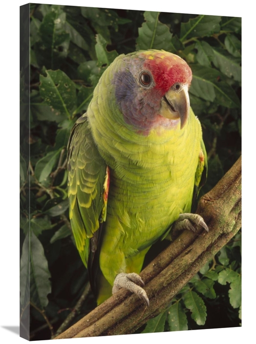 Global Gallery GCS-397694-2030-142 20 x 30 in. Red-Tailed Amazon Portr