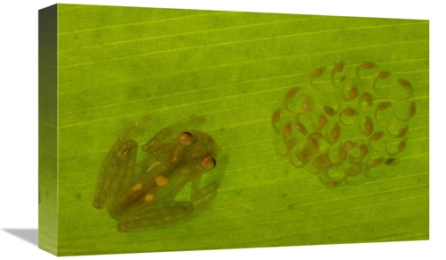 Global Gallery GCS-453184-1218-142 12 x 18 in. Glass Frog with Egg-Clu