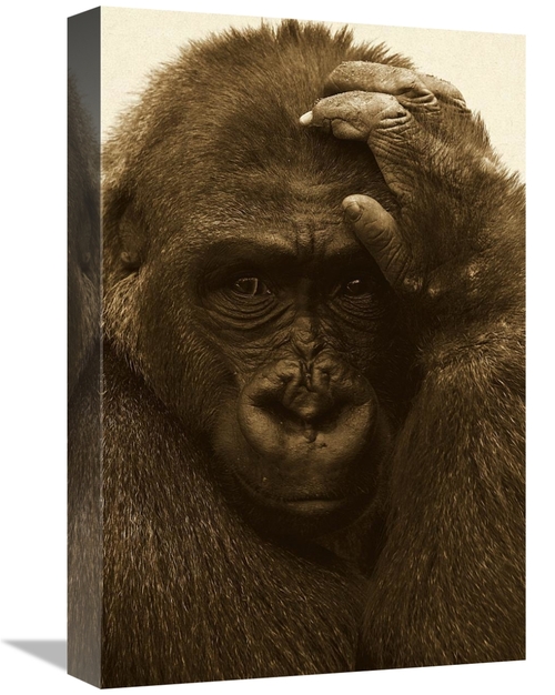 Global Gallery GCS-453663-1218-142 12 x 18 in. Western Lowland Gorilla