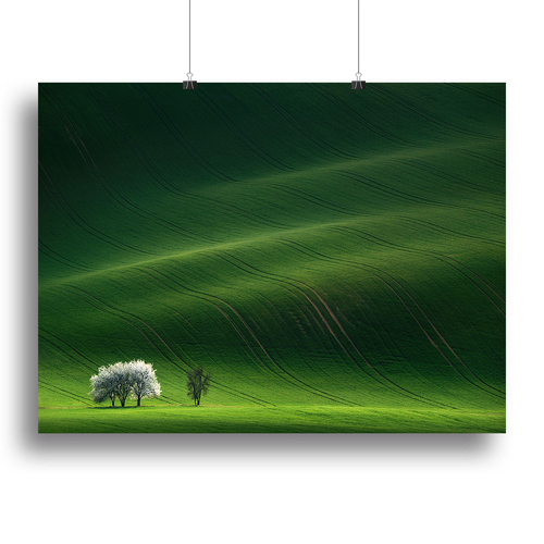 Ladies In White Canvas Print or Poster