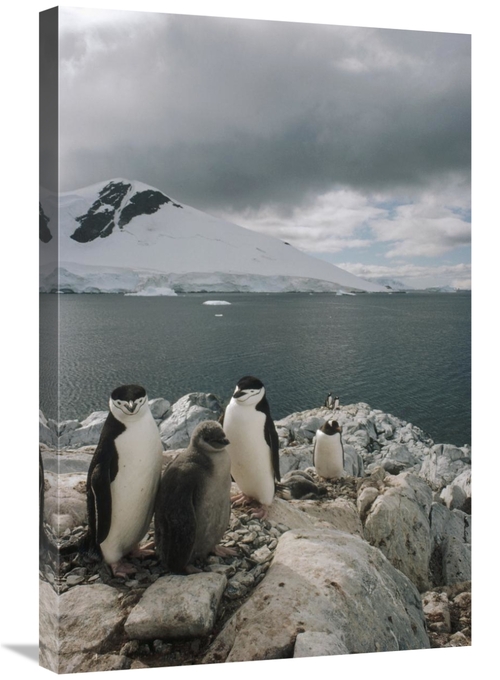Global Gallery GCS-451290-2030-142 20 x 30 in. Chinstrap Penguin Paren