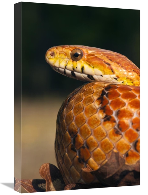 Global Gallery GCS-397913-1624-142 16 x 24 in. Cornsnake, Native t
