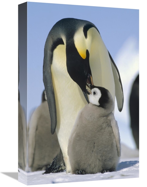 Global Gallery GCS-452377-1218-142 12 x 18 in. Emperor Penguin Parent 
