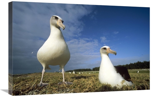Global Gallery GCS-451427-2030-142 20 x 30 in. Laysan Albatross Pair A