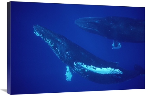Global Gallery GCS-450786-2436-142 24 x 36 in. Humpback Whale Friendly