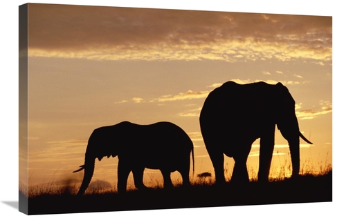 Global Gallery GCS-396588-2030-142 20 x 30 in. African Elephant Mother