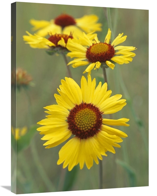 Global Gallery GCS-452232-2432-142 24 x 32 in. Blanketflower Close Up 