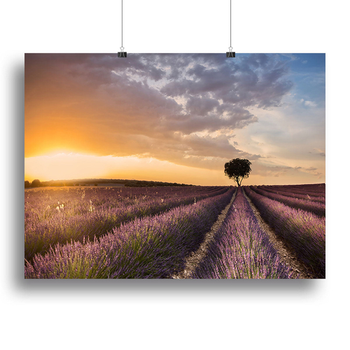 Destination Lavender Canvas Print or Poster