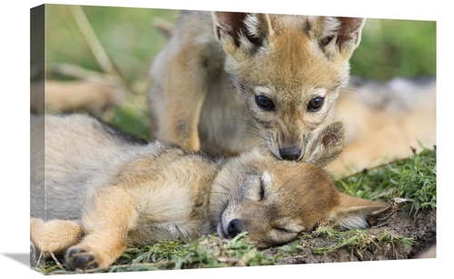Global Gallery GCS-395835-1624-142 16 x 24 in. Black-Backed Jackal Pup