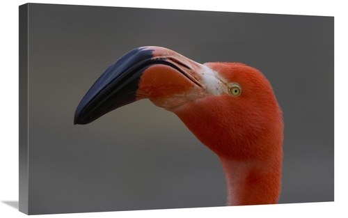 Global Gallery GCS-450896-2030-142 20 x 30 in. Greater Flamingo Portra