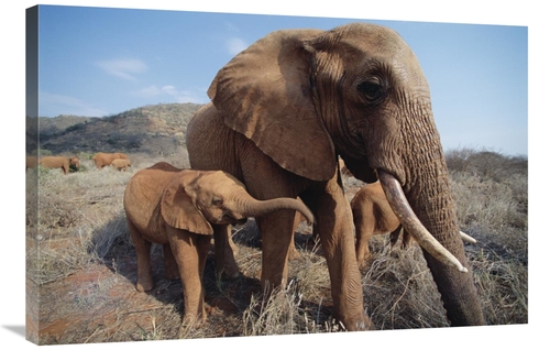 Global Gallery GCS-452958-2436-142 24 x 36 in. Orphan Malaika with Bab