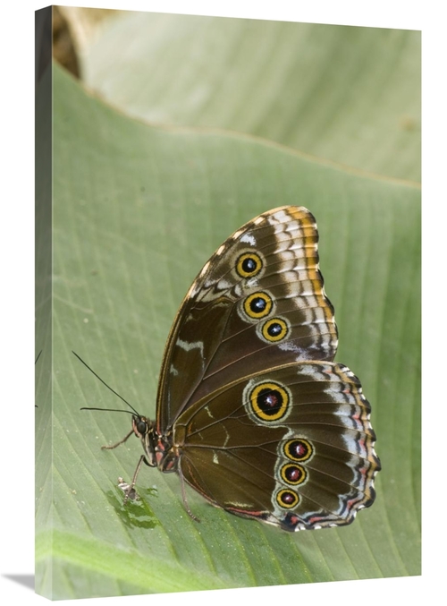 Global Gallery GCS-397270-2030-142 20 x 30 in. Blue Morpho Butterfly&#