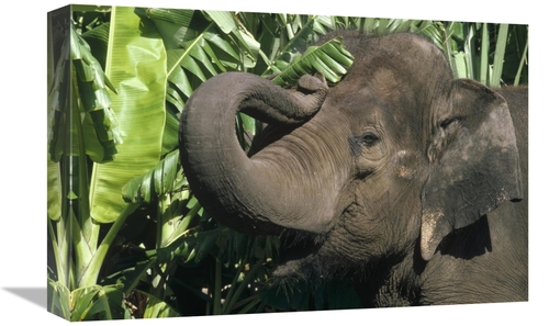 Global Gallery GCS-452933-1218-142 12 x 18 in. Asian Elephant Profile&