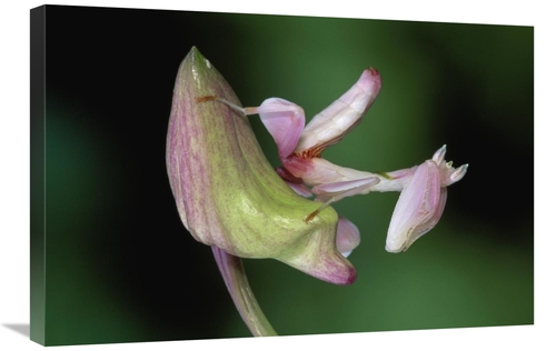 Global Gallery GCS-397644-2030-142 20 x 30 in. Orchid Mantis Camouflag