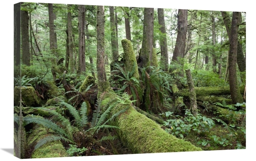 Global Gallery GCS-395514-2030-142 20 x 30 in. Interior of Old-Growth 