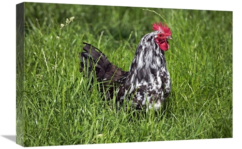 Global Gallery GCS-397523-1624-142 16 x 24 in. Domestic Chicken, B