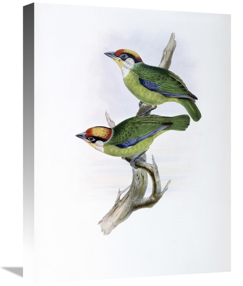 Global Gallery GCS-277759-22-142 22 in. Franklins Barbet Art Print - J