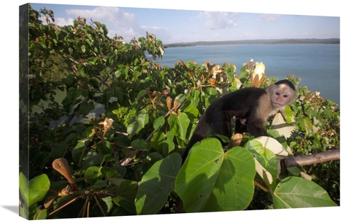 Global Gallery GCS-398548-2030-142 20 x 30 in. White-Faced Capuchin in