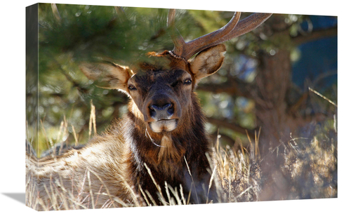 Global Gallery GCS-486482-22-142 22 in. Tranquility Art Print - Vic Sc