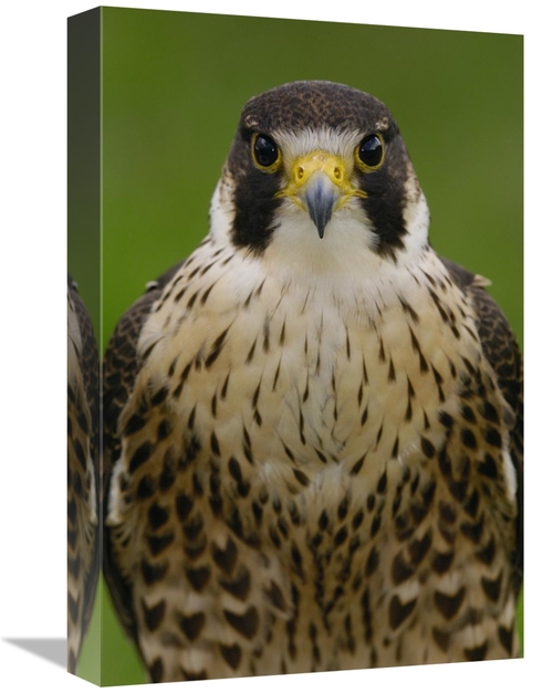 Global Gallery GCS-453104-1218-142 12 x 18 in. Peregrine Falcon Portra