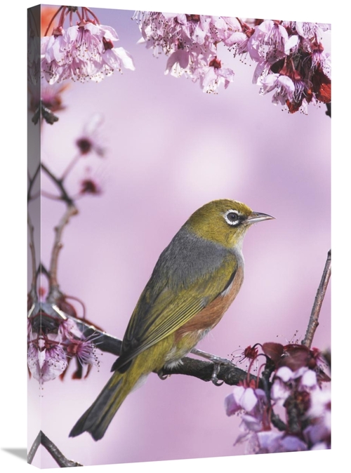 Global Gallery GCS-397459-2030-142 20 x 30 in. Silvereye on Cherry Blo