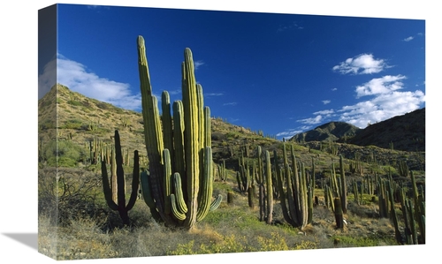 Global Gallery GCS-398503-1218-142 12 x 18 in. Cardon Cactii in Desert