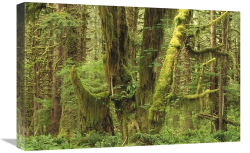 16 x 24 in. Temperate Rainforest, Queets River Valley, Olympic