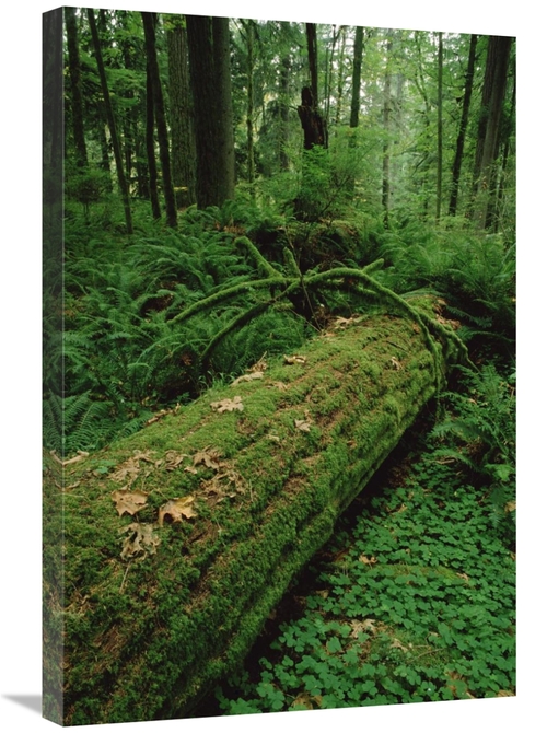Global Gallery GCS-452831-2030-142 20 x 30 in. Fir Nurse Log in Temper