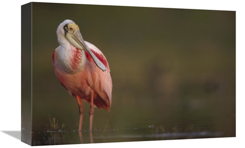 Global Gallery GCS-396497-1218-142 12 x 18 in. Roseate Spoonbill Adult