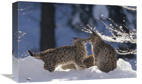 Global Gallery GCS-452439-1218-142 12 x 18 in. Eurasian Lynx Pair Touc