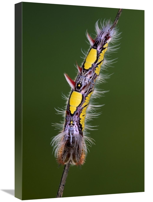 Global Gallery GCS-453599-1624-142 16 x 24 in. Blue Morpho Butterfly&#