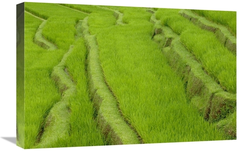 Global Gallery GCS-398084-1624-142 16 x 24 in. Terraced Rice Paddy,