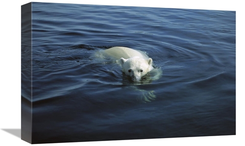 Global Gallery GCS-450685-1218-142 12 x 18 in. Polar Bear Swimming,