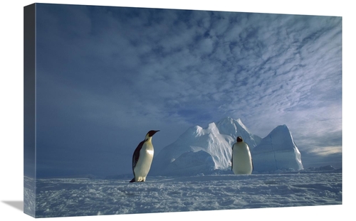 16 x 24 in. Emperor Penguin Pair, Ekstrom Ice Shelf, Weddell S