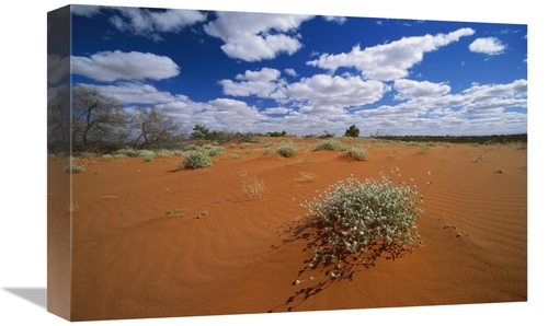 Global Gallery GCS-452563-1218-142 12 x 18 in. Minnie Daisy in the Str