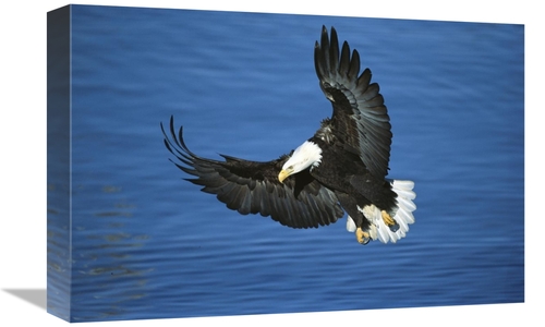 Global Gallery GCS-398303-1218-142 12 x 18 in. Bald Eagle Flying Over 