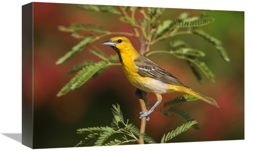 Global Gallery GCS-453358-1218-142 12 x 18 in. Bullocks Oriole Juvenil