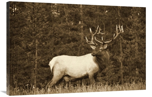 Global Gallery GCS-450500-3040-142 30 x 40 in. Elk or Wapiti Male Port