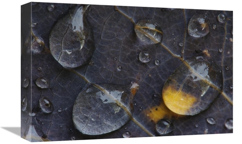 Global Gallery GCS-398063-1218-142 12 x 18 in. Water Drops on A Leaf&#