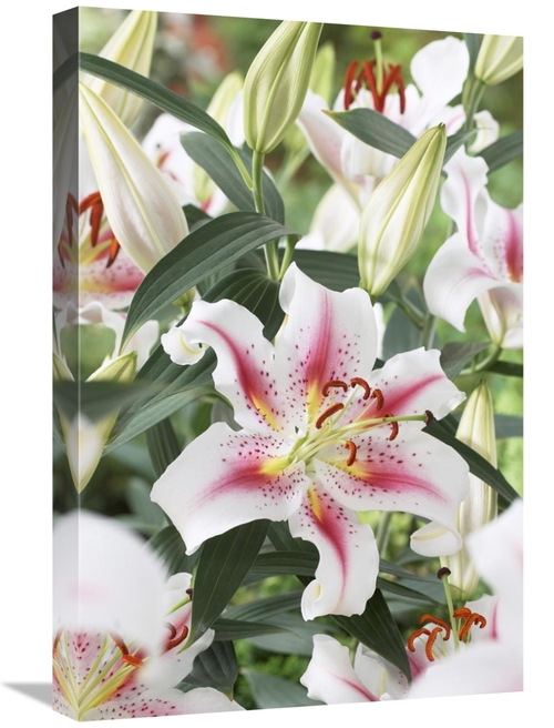 Global Gallery GCS-398348-1624-142 16 x 24 in. Lily Rosy Dawn Variety 