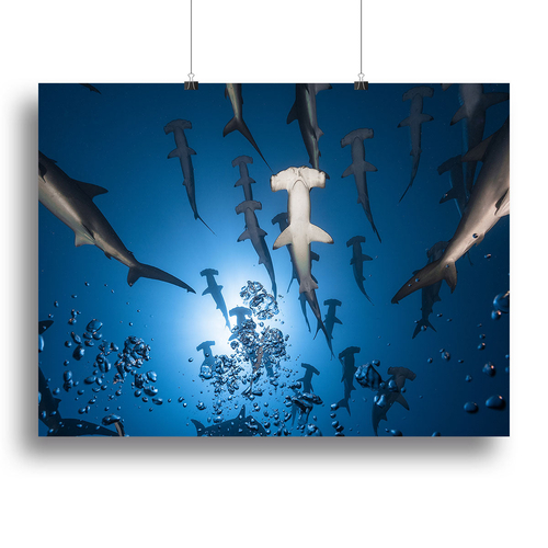 Hammerhead Shark Canvas Print or Poster