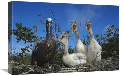 Global Gallery GCS-451769-1624-142 16 x 24 in. Brown Pelican Chicks Be
