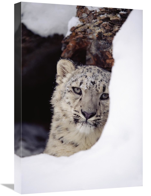 Global Gallery GCS-396428-1624-142 16 x 24 in. Snow Leopard Adult,