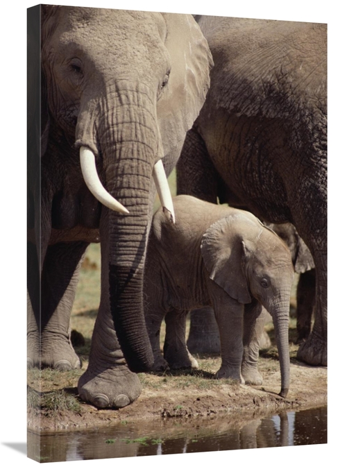 Global Gallery GCS-452750-2030-142 20 x 30 in. African Elephants & Bab