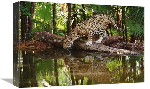 Global Gallery GCS-452755-1218-142 12 x 18 in. Jaguar Drinking, Be